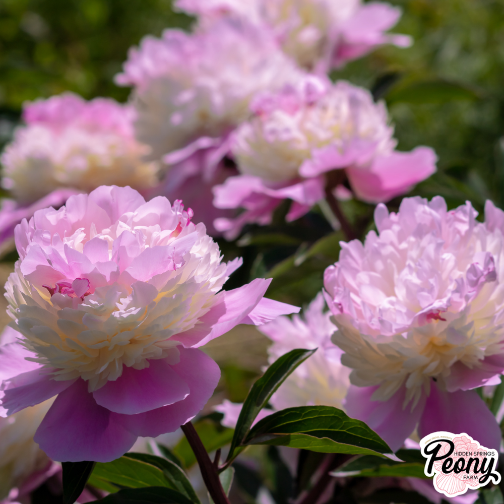 peony Her Eyes, Hotel Story BOX 01〜05 She's My Star Peony — Hidden Springs Peony Farm